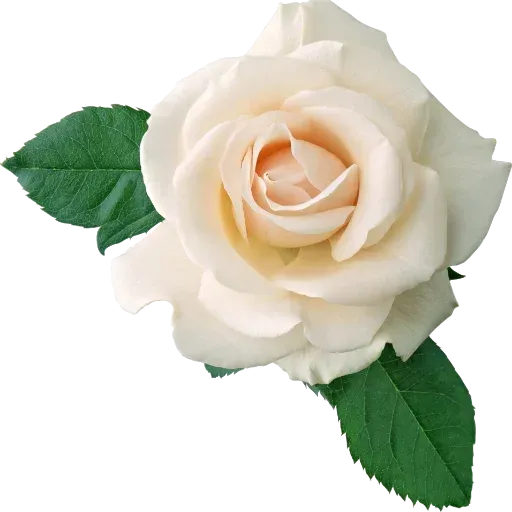 @LoveoopS : Flowers sticker 69