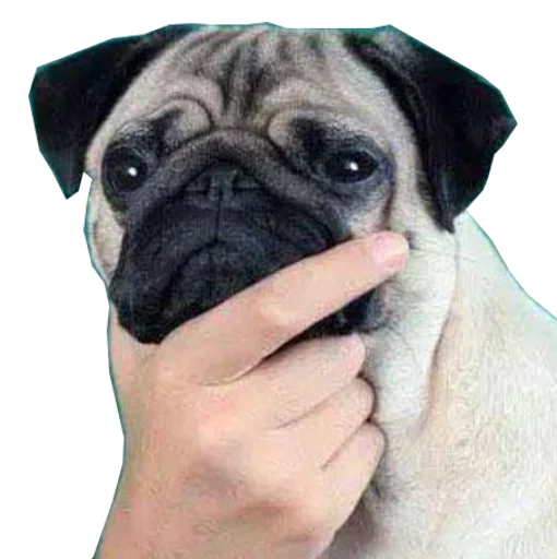 Machos sticker 4