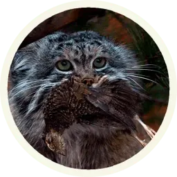 🐾 Манулы @lennysticker sticker 2