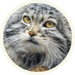 🐾 Манулы @lennysticker sticker 11