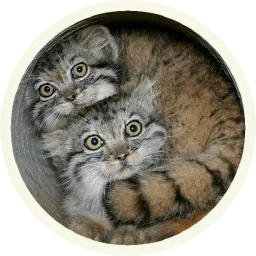 🐾 Манулы @lennysticker sticker 4