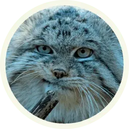 🐾 Манулы @lennysticker sticker 7