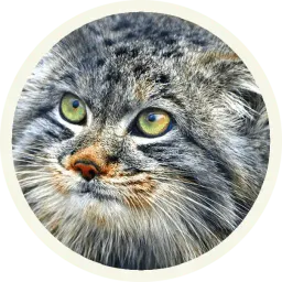 🐾 Манулы @lennysticker sticker 8
