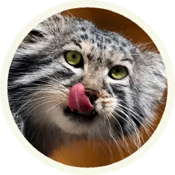 🐾 Манулы @lennysticker sticker 9