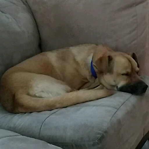 Maranda the Doggo sticker 2