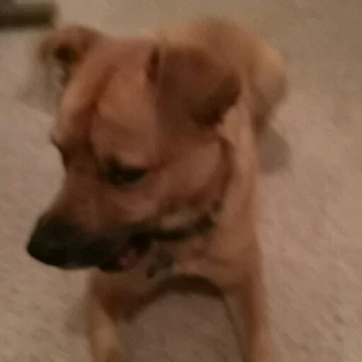 Maranda the Doggo sticker 5
