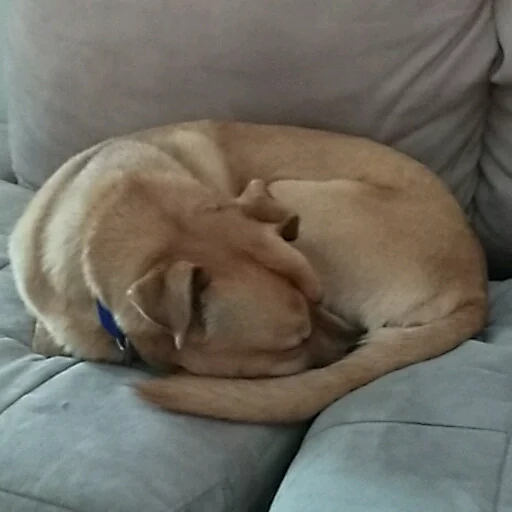Maranda the Doggo sticker 8