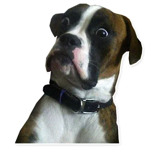 Meme_pack sticker 86