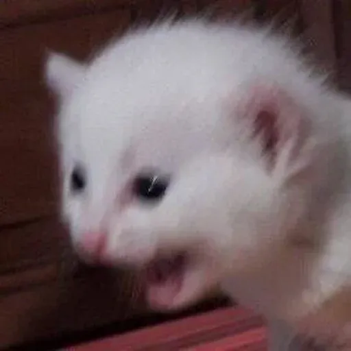 meme sticker 56