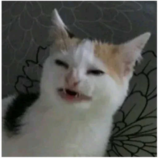 meme sticker 96