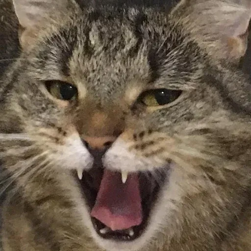 Pussy sticker 12