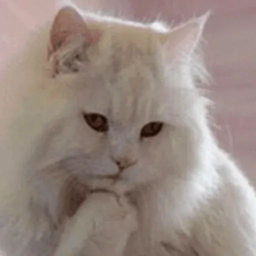 Pussy sticker 13