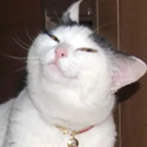 Pussy sticker 16