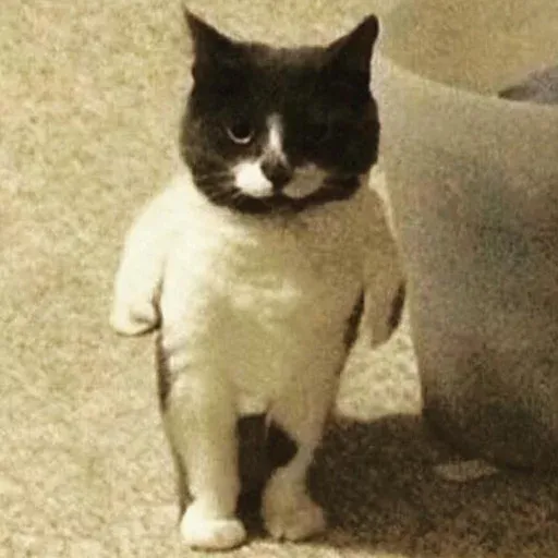 Pussy sticker 17