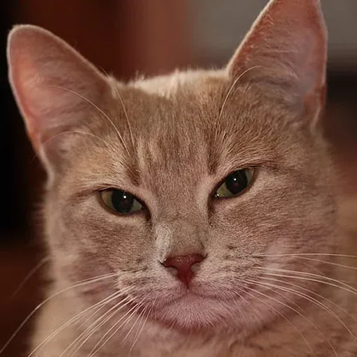 Pussy sticker 19