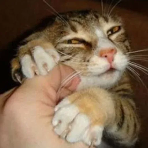 Pussy sticker 21