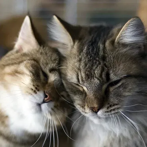 Pussy sticker 23
