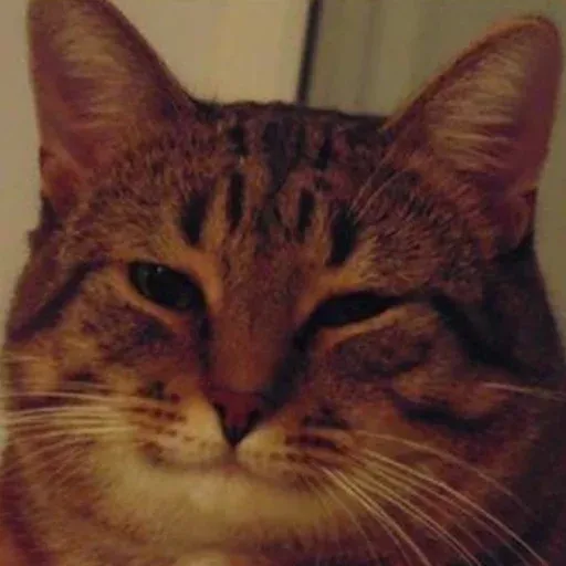 Pussy sticker 27