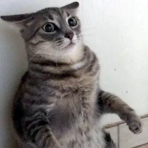 Pussy sticker 32