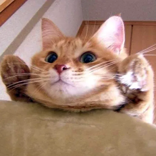 Pussy sticker 34