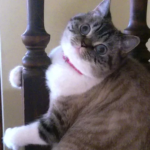 Pussy sticker 5