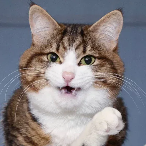 Pussy sticker 6