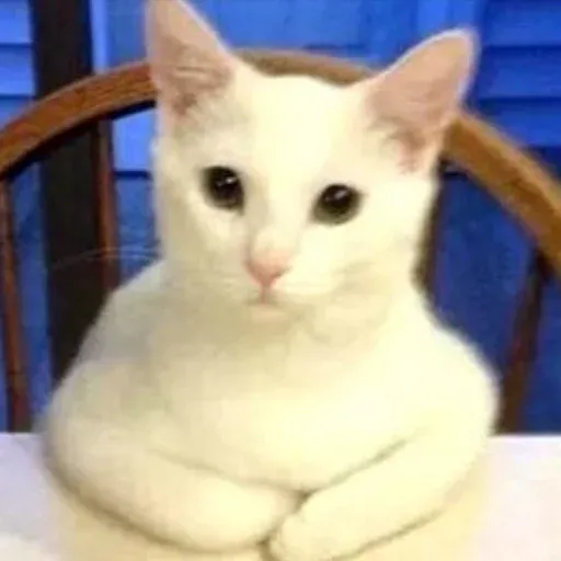 Pussy sticker 8