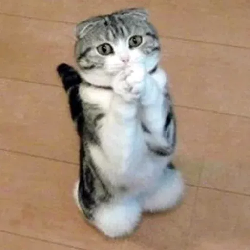 Pussy sticker 9
