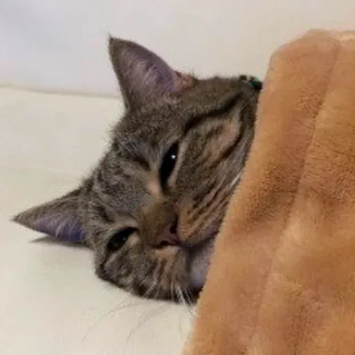 Pussy sticker 10