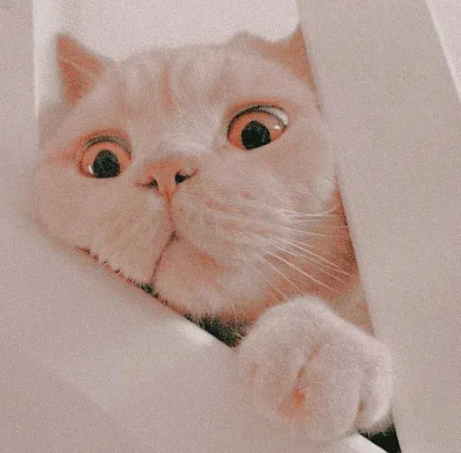 𝐌𝐄𝐎𝐖 𝐌𝐄𝐎𝐖 sticker 35