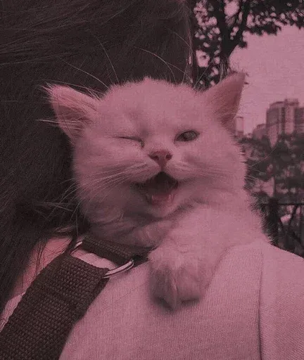 𝐌𝐄𝐎𝐖 𝐌𝐄𝐎𝐖 sticker 5