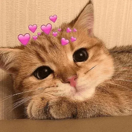 𝐌𝐄𝐎𝐖 𝐌𝐄𝐎𝐖 sticker 60