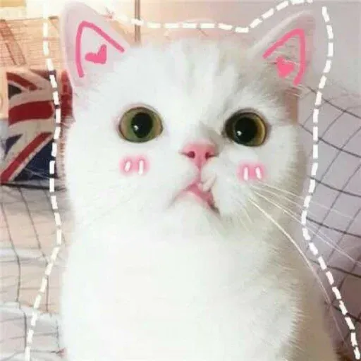 𝐌𝐄𝐎𝐖 𝐌𝐄𝐎𝐖 sticker 65