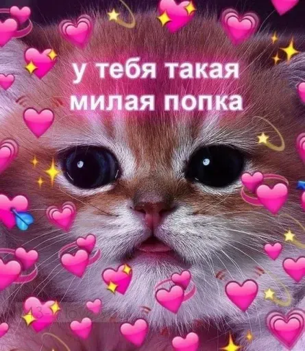Милые Котики sticker 16