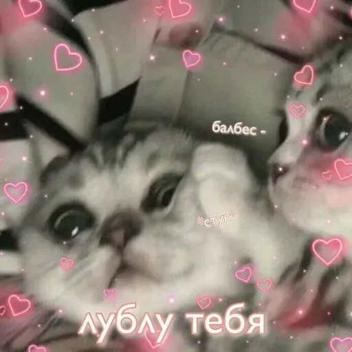 Милые Котики sticker 17