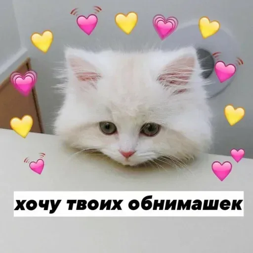 Милые Котики sticker 23