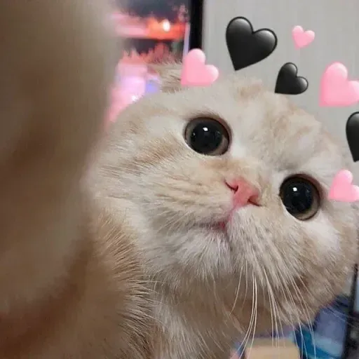 Милые Котики sticker 26