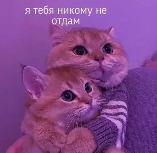 Милые Котики sticker 4