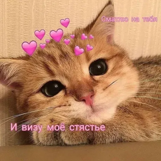 Милые Котики sticker 8