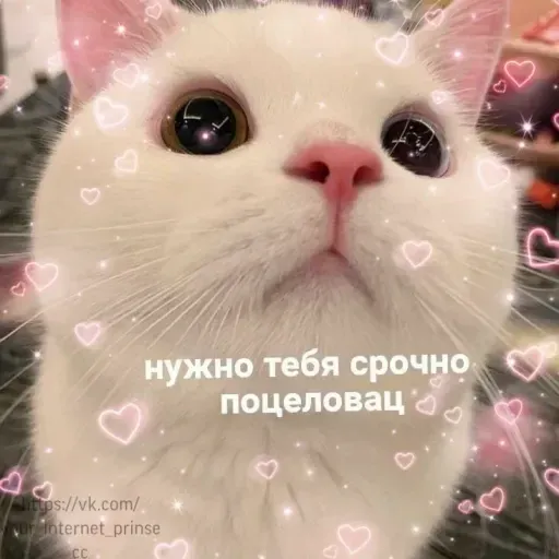 Милые Котики sticker 9