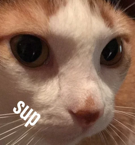 Milo sticker 5