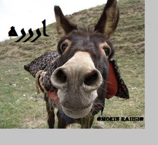 KHODEMANI sticker 7