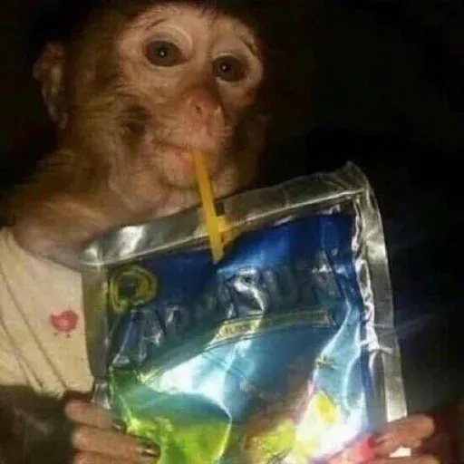 Monkeys sticker 2
