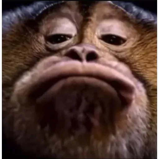 Monkeys sticker 11
