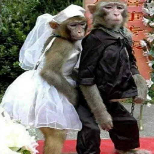 Monkeys sticker 12