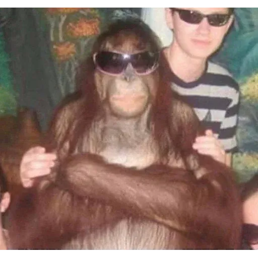 Monkeys sticker 13