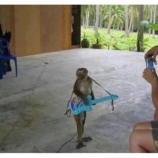Monkeys sticker 15