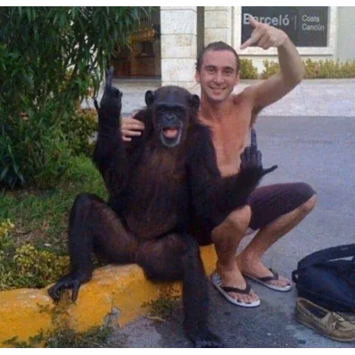 Monkeys sticker 19