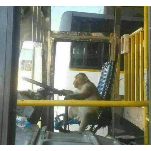 Monkeys sticker 20