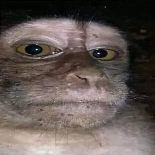 Monkeys sticker 3